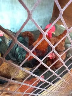 Desi murghi, Desi and Aseel chicks, Desi eggs also available for sale