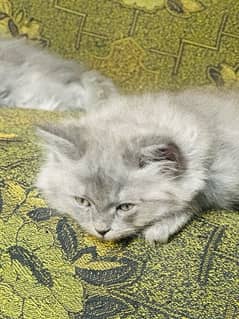 3 months old cute percian kittens for sale