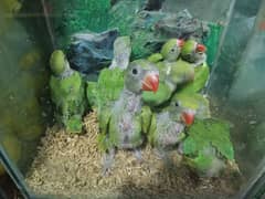 green Ringneck babies / kathay / mithoo chicks