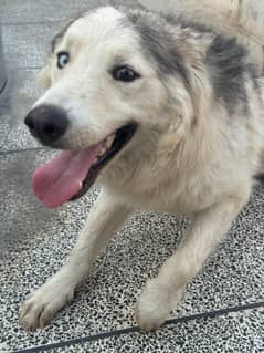 Gray and white male Husky odd eyes  |  Agouti Husky Female Blue eyes