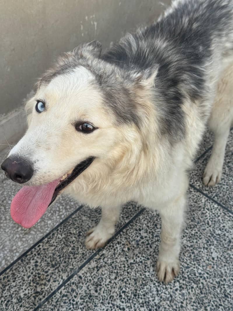 Gray and white male Husky odd eyes  |  Agouti Husky Female Blue eyes 3