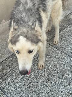 argent for sale Gray and white male Husky odd eyes