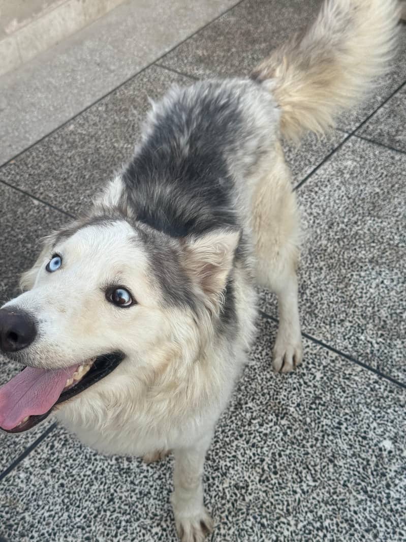 Gray and white male Husky odd eyes  |  Agouti Husky Female Blue eyes 6