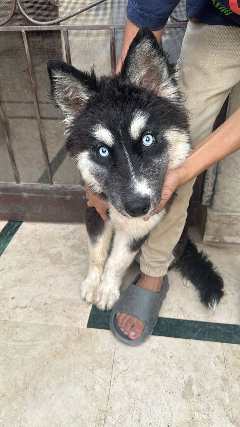 Gray and white male Husky odd eyes  |  Agouti Husky Female Blue eyes 7