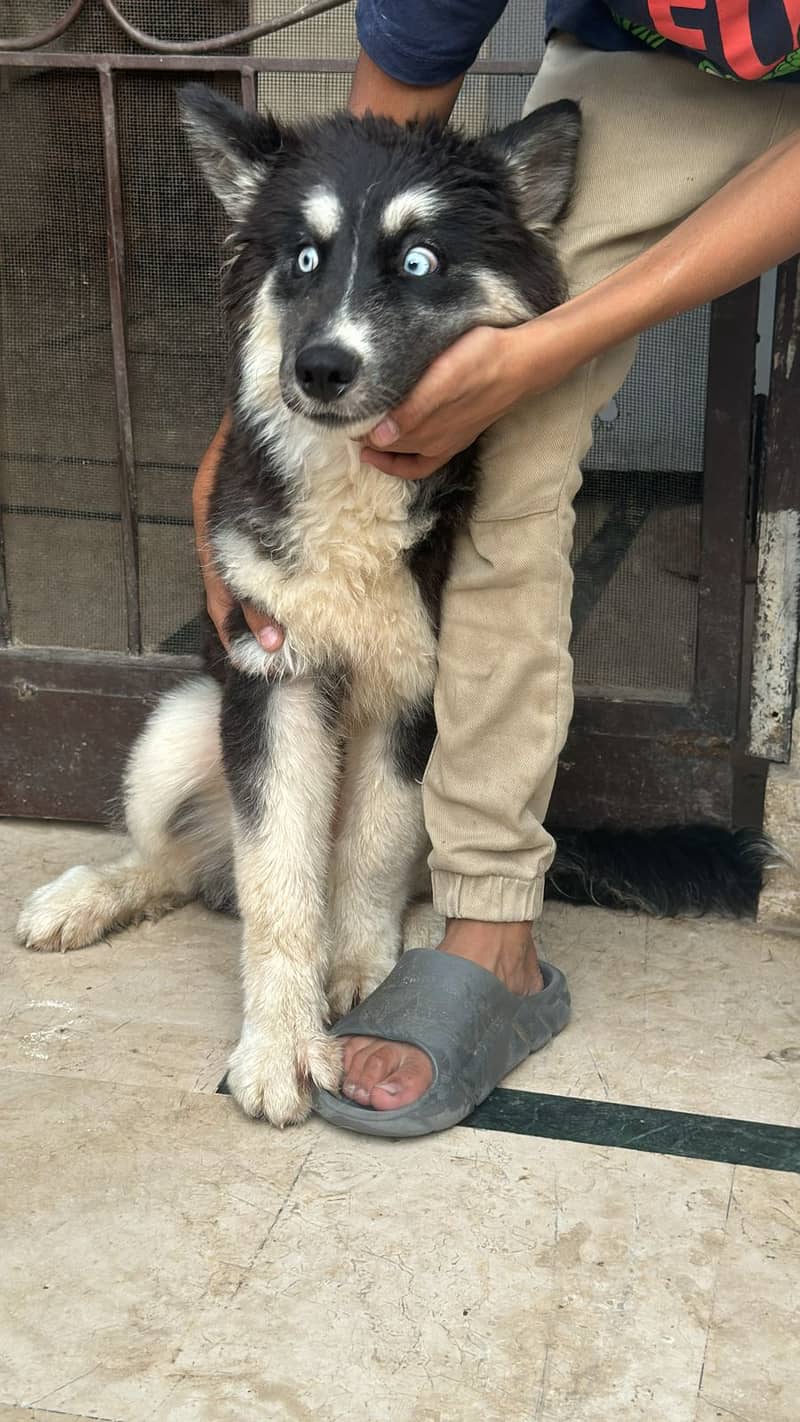 Gray and white male Husky odd eyes  |  Agouti Husky Female Blue eyes 8