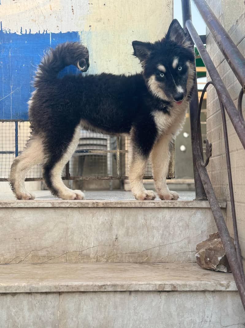 Gray and white male Husky odd eyes  |  Agouti Husky Female Blue eyes 10