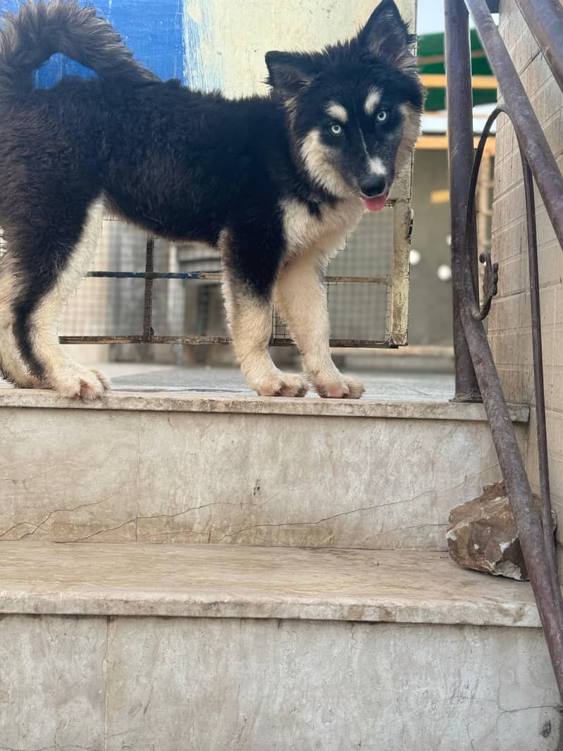 Gray and white male Husky odd eyes  |  Agouti Husky Female Blue eyes 11