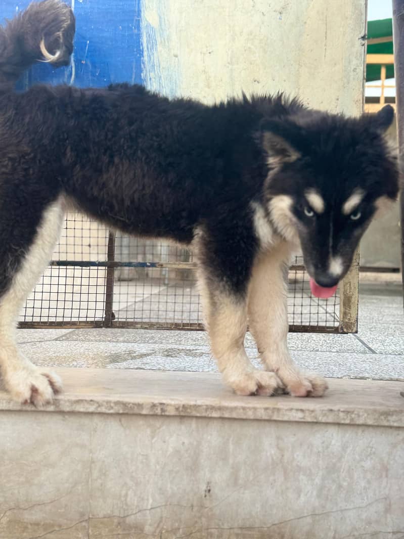 Gray and white male Husky odd eyes  |  Agouti Husky Female Blue eyes 13