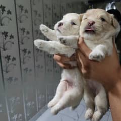 puppies