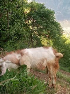 goats/Bakra