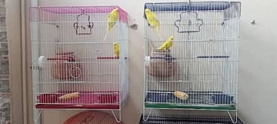 underking size Redeyes budgies pair with new cages 03333249606