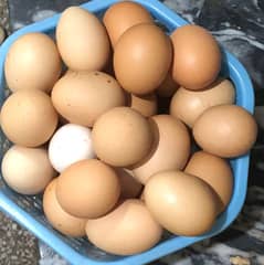 Fresh Eggs from Healthy Lowman, Seel, and Desi Chickens - Best Quality