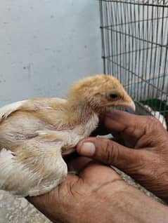 Aseel Heera chicks available