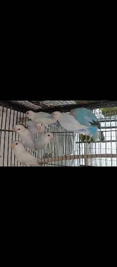 love bird 7 parrot for sell
