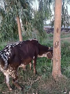 Best Qurbani | Cow | wacha | Janwar | wehra | Desi cow