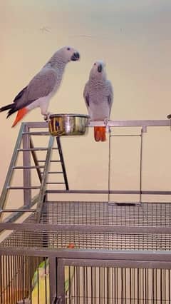African Grey Parrot pair with cage and Raw Parrot