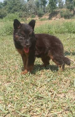 German Shepherd double coat female for sale available
