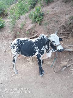 3 year old bull for sale RS. 180,000