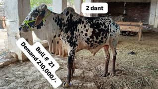 Qurbani 2024 2 dant cattle wera bull cow wacha weray wachy 03104594900