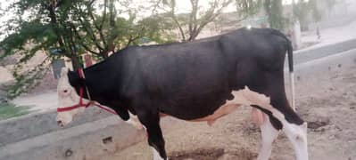 Bull for sale or breeding