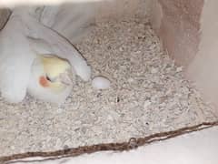 cocktail birds breeder pair with eggs