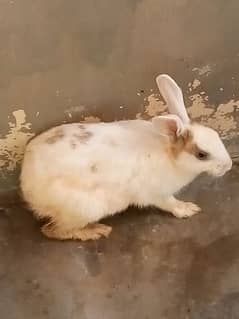 Rabbit Male and Female+ 5 babies Rs 500/- each.