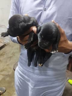 Labrador baby pair for sale