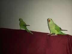 Ringneck Pair for Sale