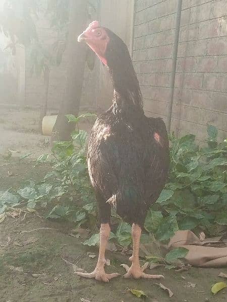 aseel murga for sale colour black mushka 1