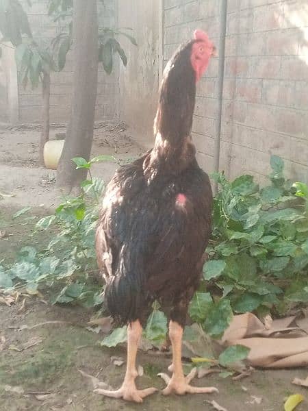 aseel murga for sale colour black mushka 4