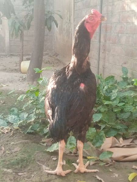 aseel murga for sale colour black mushka 5