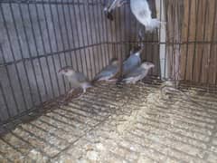 gray java paty ag 4 month+love birds parrots Finc