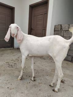 10 goats for sale