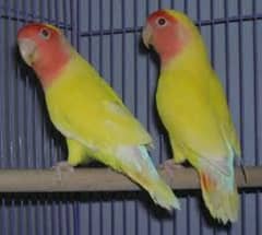 lotino breeding pair and folding cages