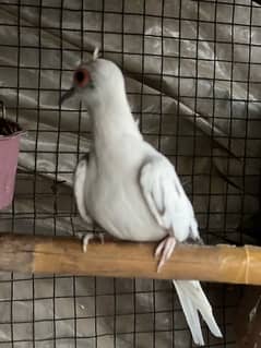 Diamond pied Female