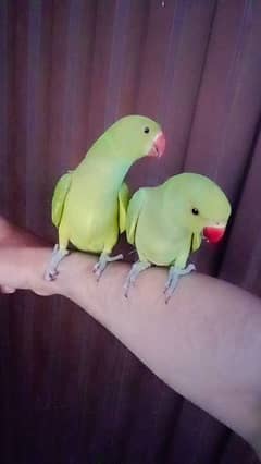 03435131048 Green ringneck parrots self chicks handtame