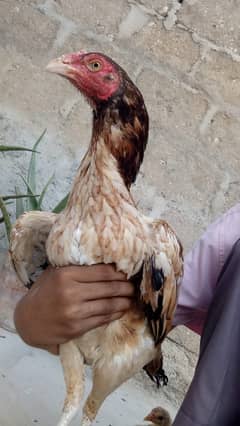 Breed:  Aseel Mainwali  Sex:  Femail    Age:   15 months   Price: 5000