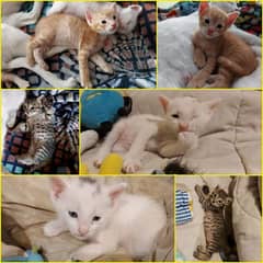 charming kittens for adoption