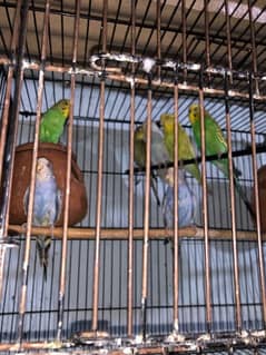 Australian parrot breader pair —7 piece