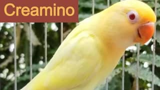 creamino into albino red eyes lovebirds breeders pairs