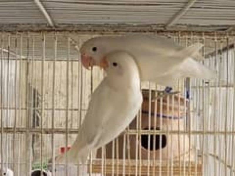 Albino red ayes into albino split red aye  breeder pairs sale 1