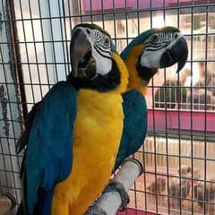03238107169call wathsap Golden blue macw parrot urgent for sale