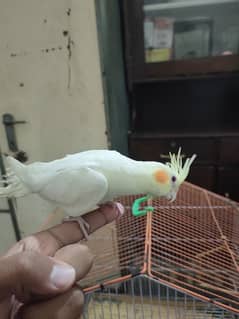 1 common white red eye hand tamed and gray cockatiel  10 pcs