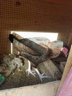 Aseel Sindhi Hen With Cage