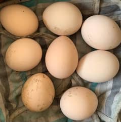 peahen fresh fertile eggs