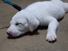 Labrador Puppy | White colour