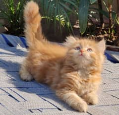 Persian kitten for sale, age 1.5 month