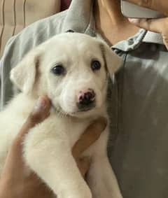 Labrador Puppy | White colour