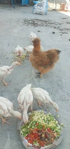 heera chicks
