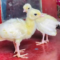 Paper White And Pied Peacock Chicks